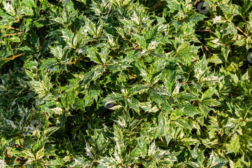 Скачать Osmanthus heterophyllus 'Goshiki' остролист османтус, остролист оливковый и ложный остролист. Крупный план листьев остролиста оливкового. Текстура натуральных пестрых листьев растения. Концепция природы для дизайна. фотосток Ozero