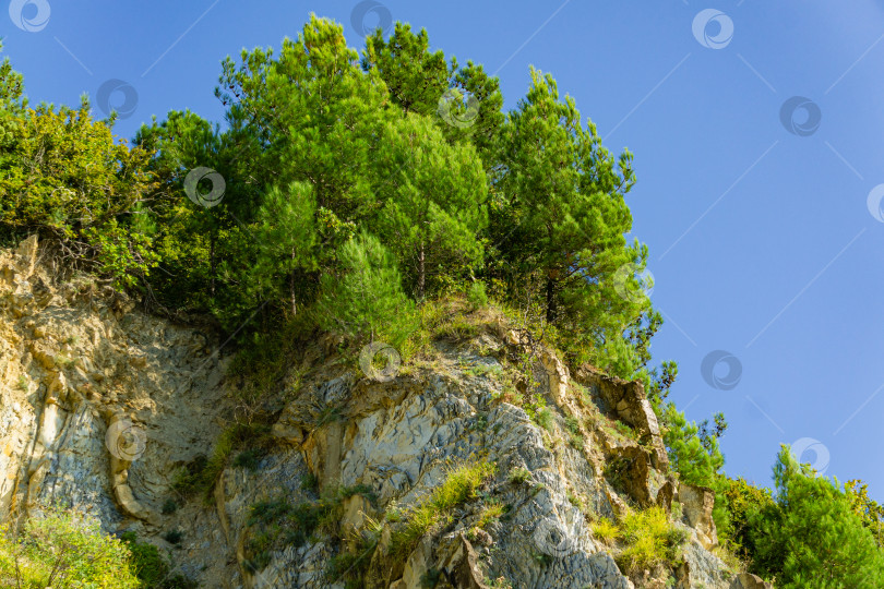 Скачать Естественная текстура Кавказских гор на скалистом побережье Черного моря в Ольгинке. Сосны и кустарники растут на крутых каменных склонах. Камни и фрагменты скал разного размера в качестве оригинального фона. фотосток Ozero
