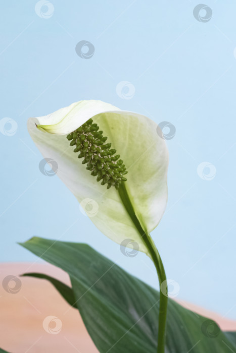 Скачать Белый цветок спатифиллума на синем фоне фотосток Ozero