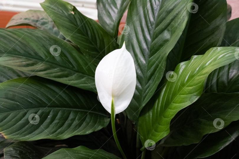 Скачать Белый цветок спатифиллума среди зеленых листьев крупным планом фотосток Ozero