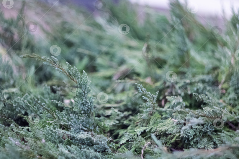 Скачать Зеленые ветви хвойного кустарника крупным планом фотосток Ozero