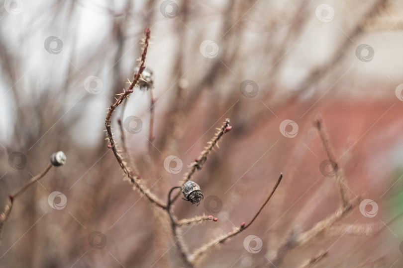 Скачать Сухие голые ветви кустарника осенью крупным планом фотосток Ozero