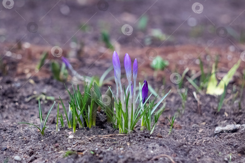 Скачать Ранние фиолетовые цветы крокуса на черной земле фотосток Ozero