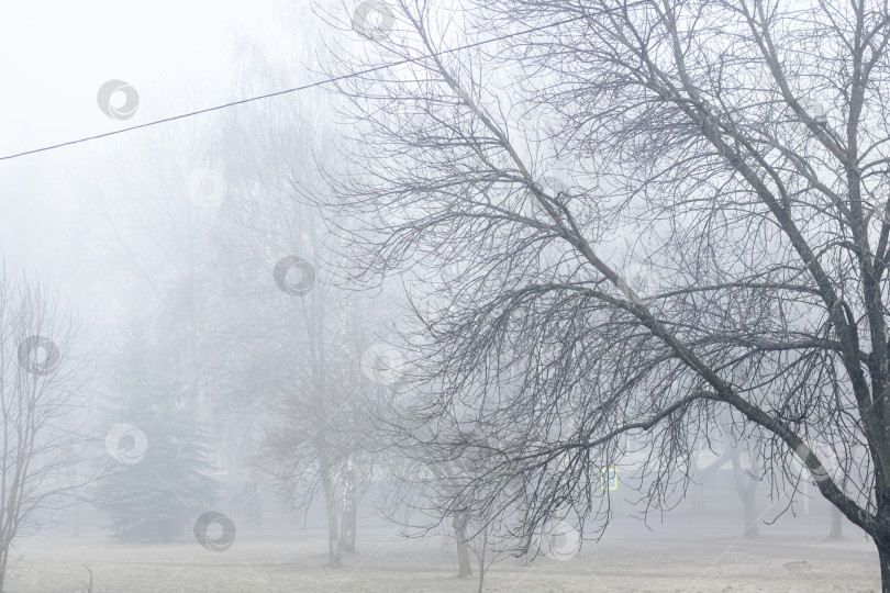 Скачать Утренний туман в осеннем парке фотосток Ozero