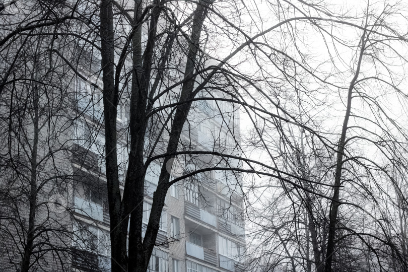 Скачать Тени ветвей деревьев на фоне дома в тумане фотосток Ozero