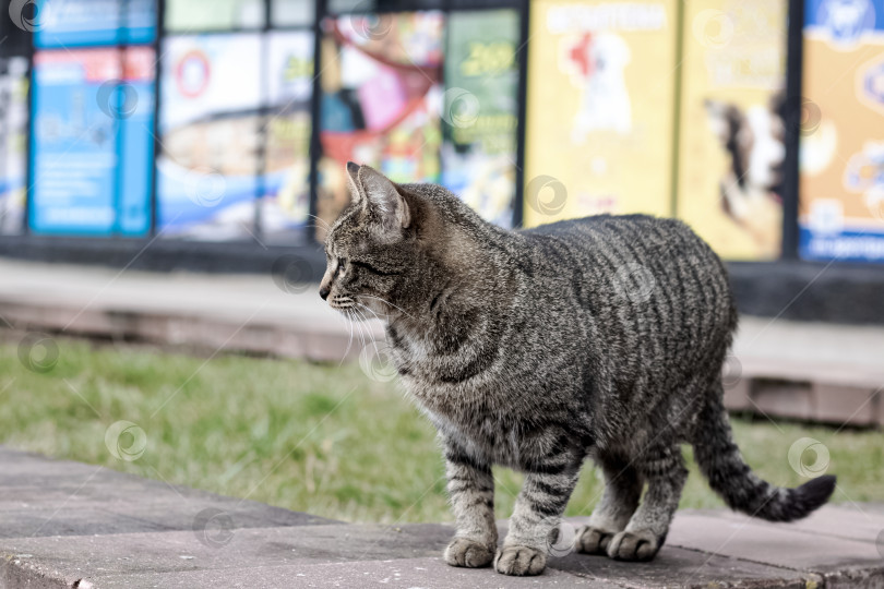 Скачать Серая бродячая кошка стоит и с интересом смотрит фотосток Ozero