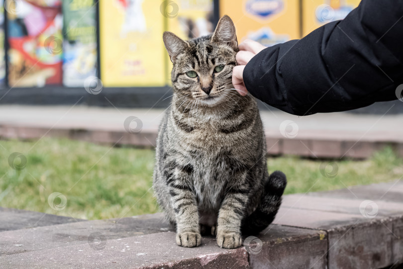 Скачать Рука гладит бездомную серую полосатую кошку фотосток Ozero