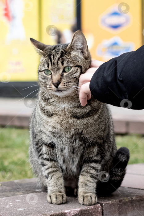 Скачать Рука гладит бездомную серую полосатую кошку фотосток Ozero