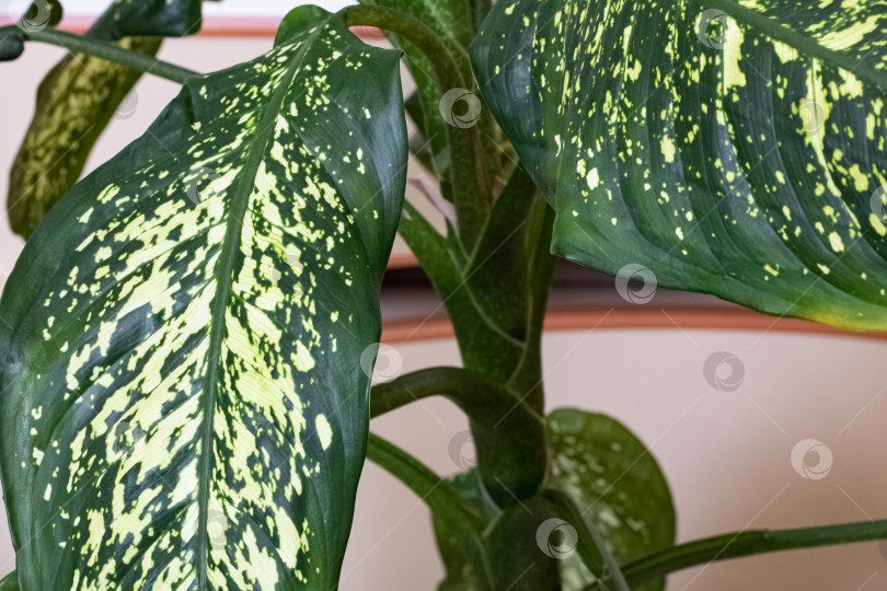 Скачать Зеленые листья домашнего растения диффенбахия пикта крупным планом фотосток Ozero