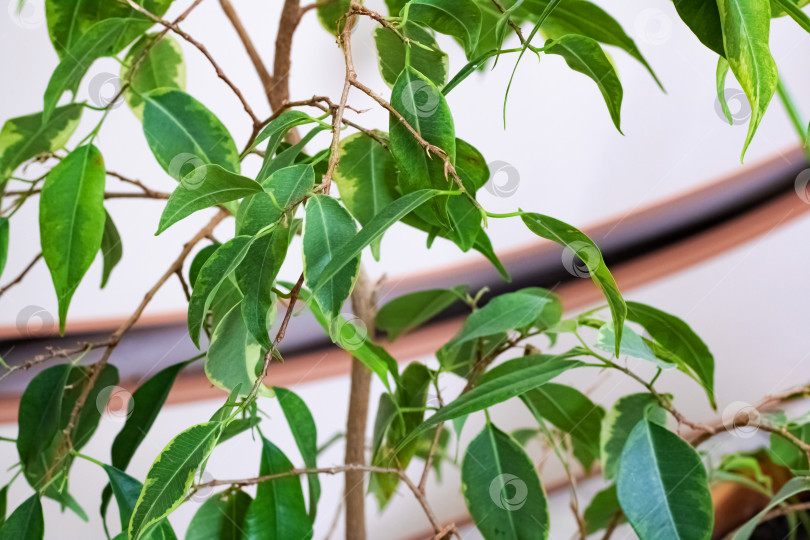 Скачать Зеленые листья домашнего растения крупным планом фотосток Ozero