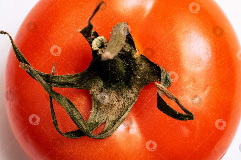 Скачать Один красный помидор крупным планом, вид сверху фотосток Ozero