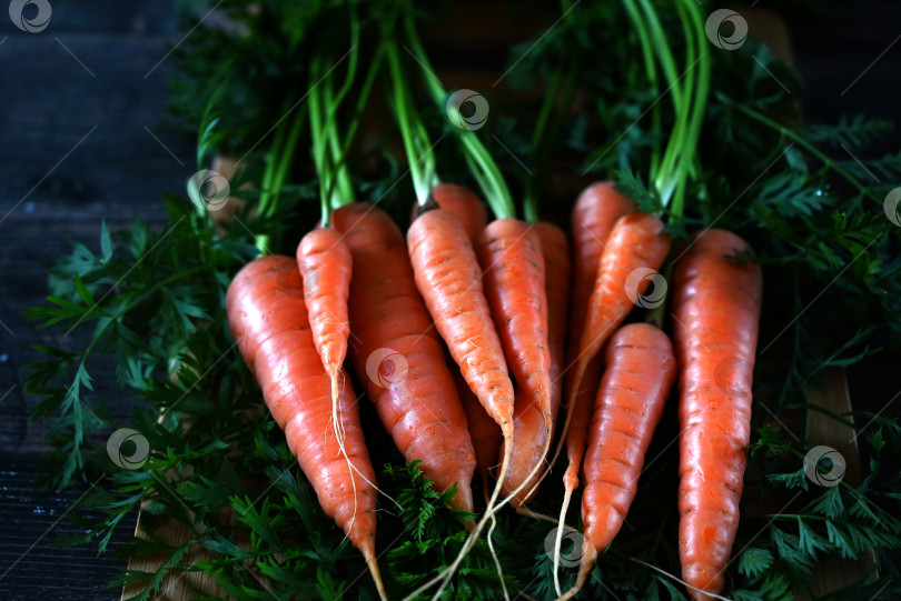 Скачать Вид сверху на пучок свежей органической радужной моркови на черном фоне, представляющий концепцию здорового питания фотосток Ozero