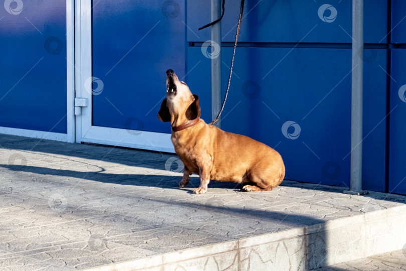 Скачать Рыжий пес сидит у двери и воет фотосток Ozero