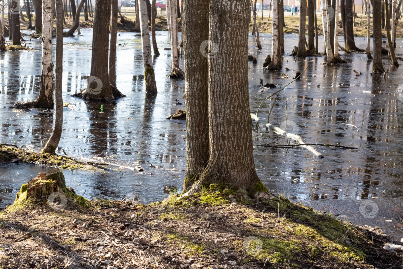 Скачать Деревья растут из воды на болоте фотосток Ozero