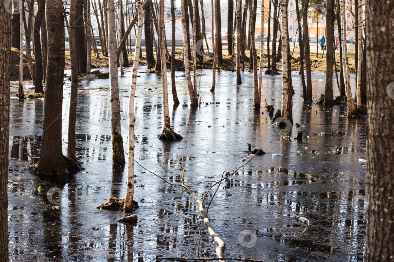 Скачать Деревья растут из воды на болоте фотосток Ozero