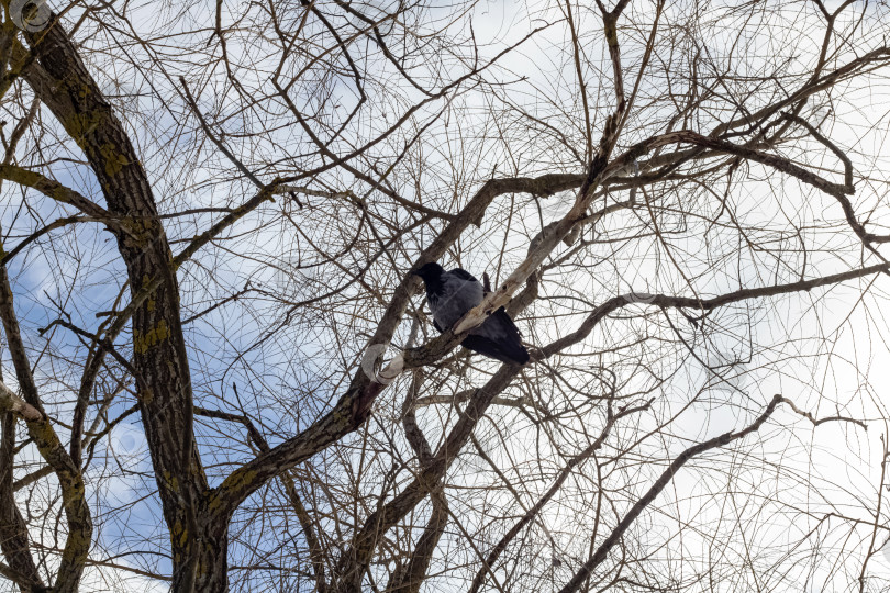 Скачать Ворона на ветке дерева на фоне голубого неба фотосток Ozero