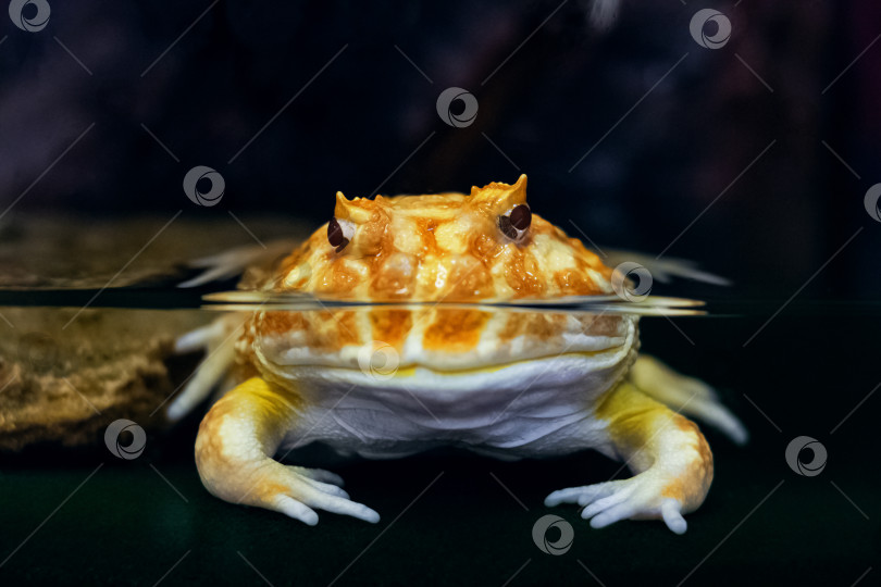 Скачать Ярко-желтая лягушка в воде ceratophrus ornata фотосток Ozero