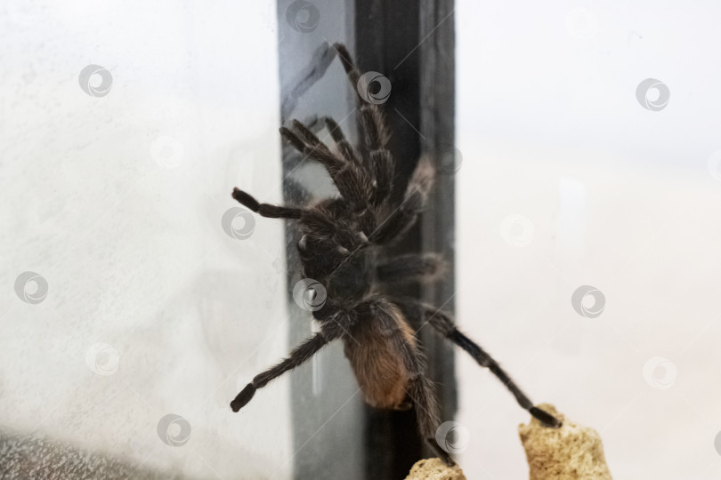 Скачать Пушистый коричневый паук в террариуме крупным планом фотосток Ozero