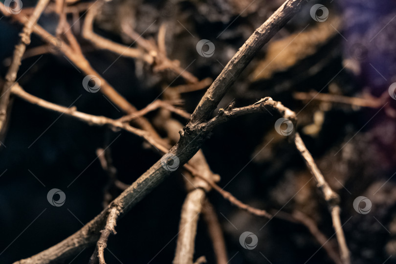 Скачать Сухие ветки деревьев в террариуме для пауков фотосток Ozero