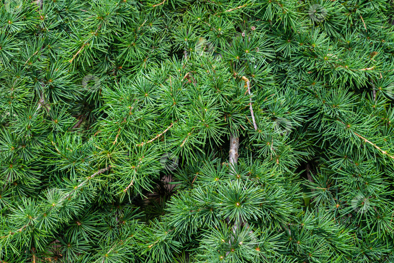 Скачать Кедр атласский (Cedrus atlantica) - крупное вечнозеленое кедровое дерево с игольчатыми листьями, в парковой зоне Феодосии в Крыму. Другое научное название - Cedrus libani atlantica. фотосток Ozero