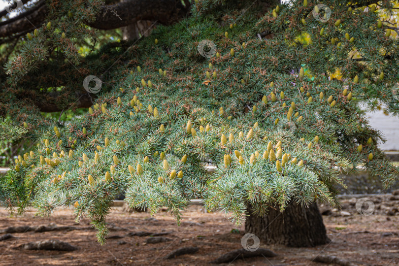 Скачать Кедр атласский (Cedrus atlantica) - крупное вечнозеленое кедровое дерево с игольчатыми листьями, в парковой зоне Феодосии в Крыму. Другое научное название - Cedrus libani atlantica. Ветвь с пыльцевыми шишками. фотосток Ozero