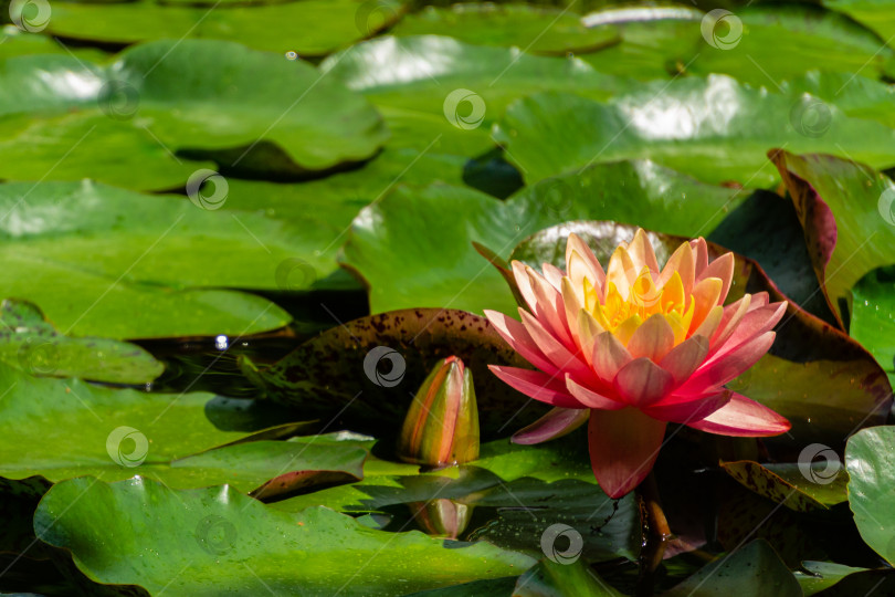 Скачать Волшебный большой ярко-розовый цветок водяной лилии или лотоса с оранжевым закатом в пруду. Выборочный фокус. Крупный план. Атмосфера расслабления, спокойствия и счастья. Лирический мотив для дизайна. фотосток Ozero