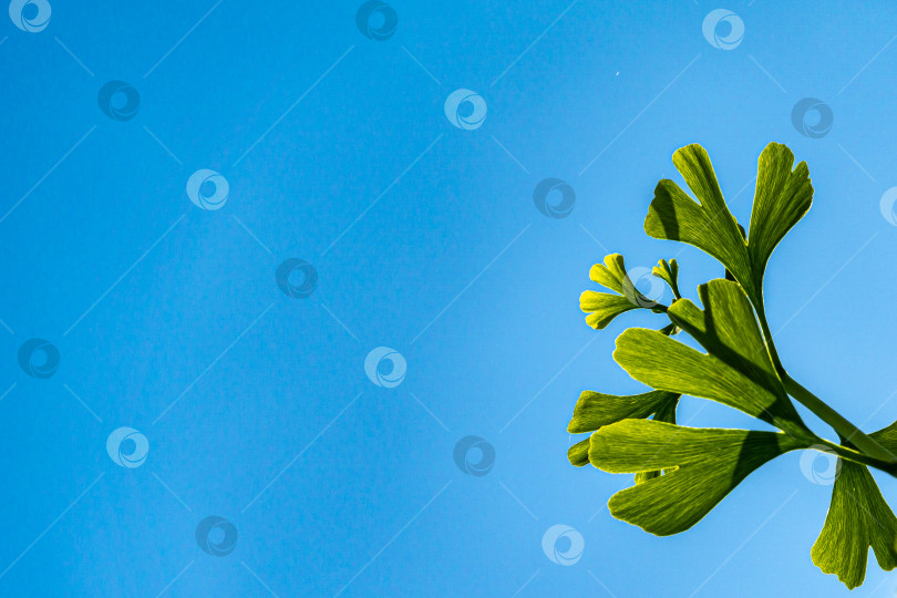 Скачать Хрупкая веточка со светло-зелеными молодыми листьями дерева гинкго (ginkgo biloba), известного как гинкго или гинкго жимолость, на размытом фоне голубого неба. фотосток Ozero