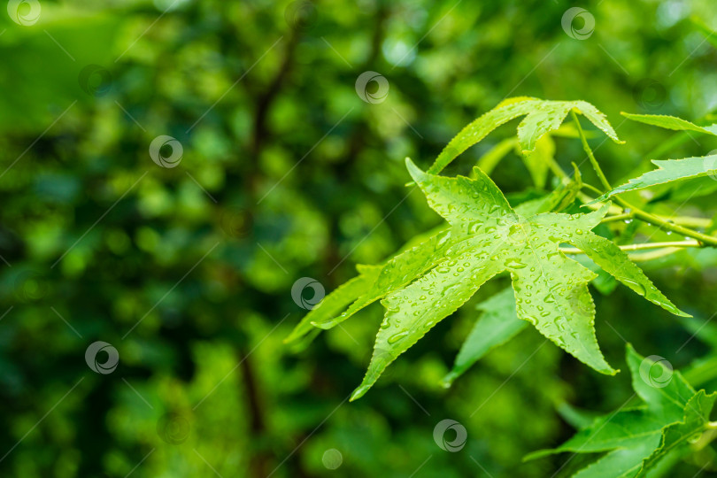 Скачать Темно-зеленые листья Liquidambar styraciflua, амбрового дерева с каплями воды после дождя на размытом фоне зелени волшебного вечнозеленого сада. Выборочный фокус. Концепция природы для дизайна. фотосток Ozero