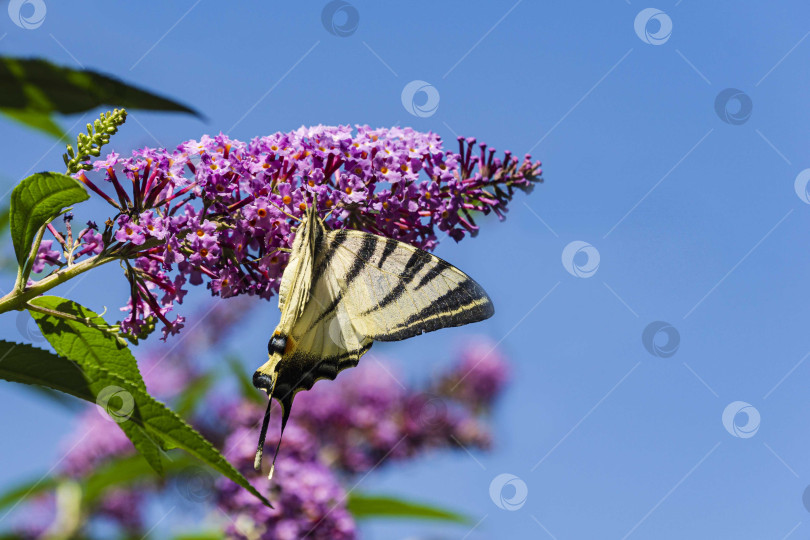 Скачать Бабочка Podalirius, Iphiclides Podalirius на красивых фиолетовых цветках Buddleja davidii на размытом фоне фиолетовых соцветий. Выборочный фокус. фотосток Ozero