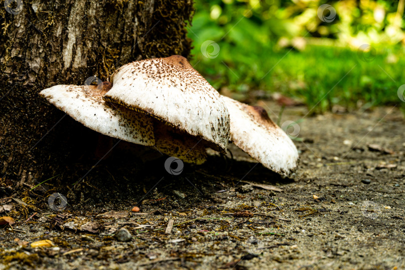 Скачать Несъедобные грибы растут в саду на дубовом пне. Смертельно ядовитые грибы из семейства шампиньоновых. Шляпка гриба на тонкой ножке белого цвета в форме колокольчика. В центре шляпки находится бугорок. фотосток Ozero