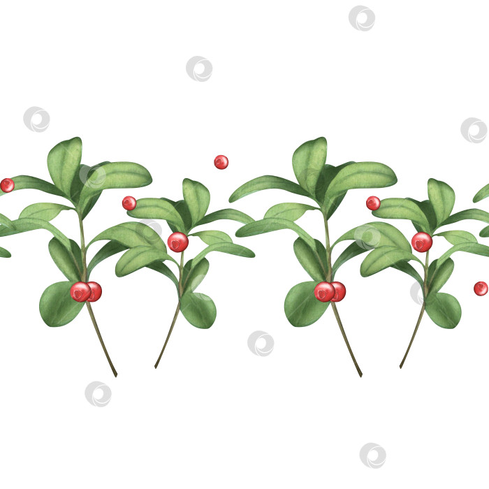 Скачать Клюква. Дикие ягоды. Бесшовный узор из лесных ягод с ветками и листвой. Акварельная иллюстрация для текстильного дизайна, фона, упаковки фотосток Ozero
