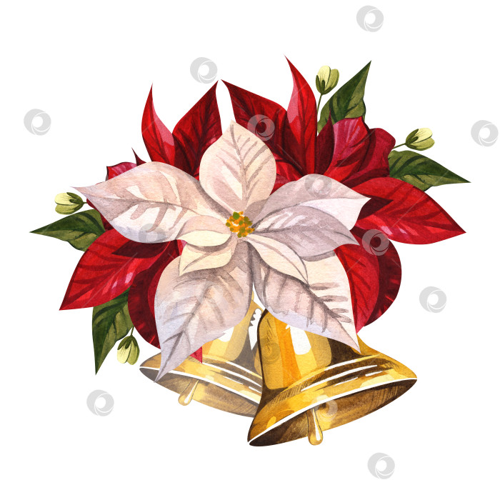 Скачать Рождественский цветок с колокольчиком. Белые и красные пуансеттии. Акварельная иллюстрация для оформления новогоднего фона, текстиля, открытки, наклейки фотосток Ozero