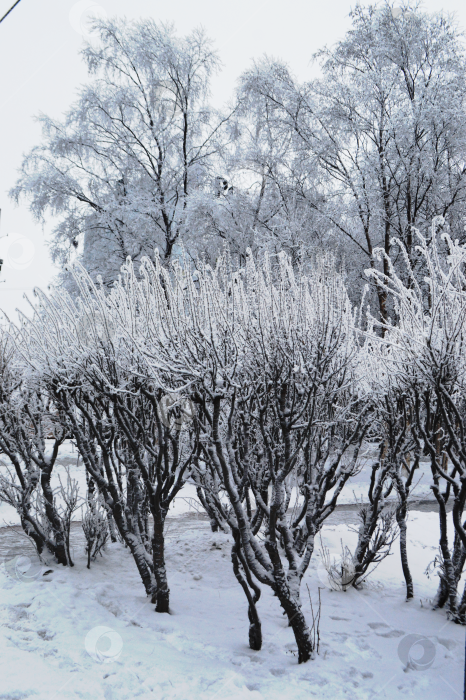 Скачать Замерзшие деревья и кусты. фотосток Ozero