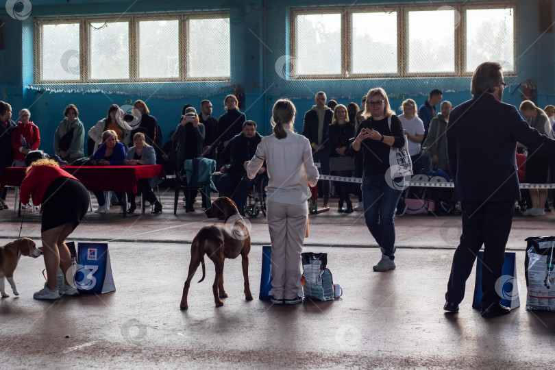 Скачать Беларусь, Минск - 14 октября 2023 года: Женщина фотографирует собаку на свой телефон фотосток Ozero