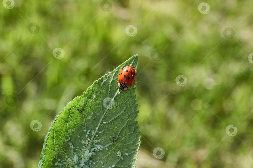 Скачать Божья коровка (лат. Coccinellidae) уничтожает тлю на листьях и спасает растения от гибели фотосток Ozero