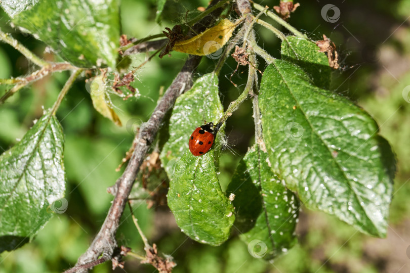 Скачать Божья коровка (лат. Coccinellidae) уничтожает тлю на листьях и спасает растения от гибели фотосток Ozero