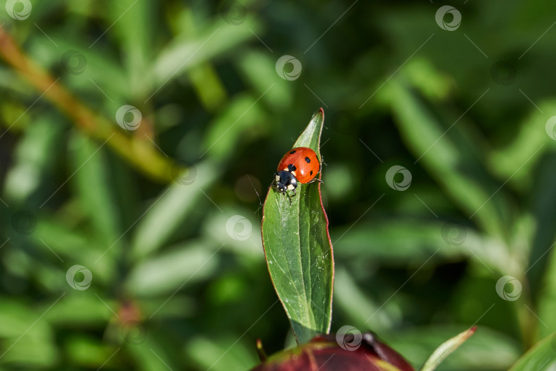 Скачать Божья коровка (лат. Coccinellidae) уничтожает тлю на листьях и спасает растения от гибели фотосток Ozero