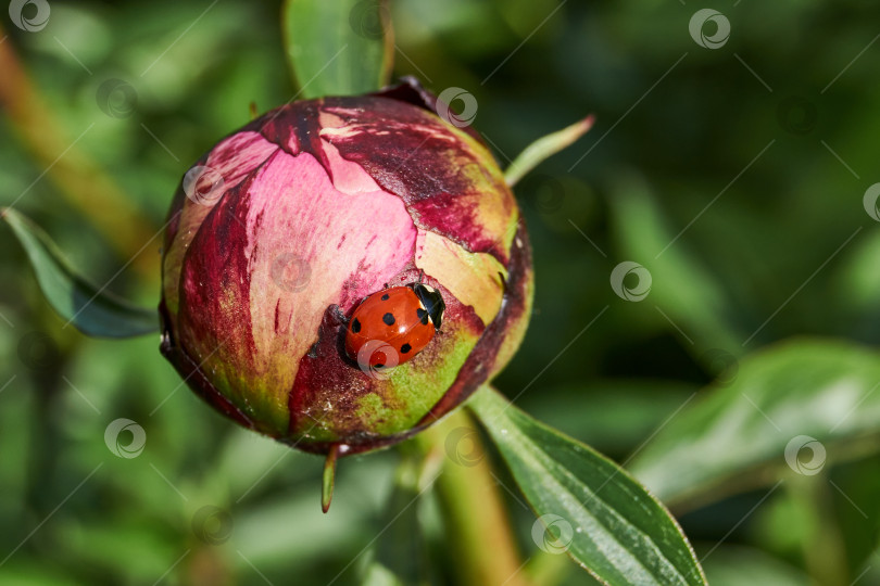 Скачать Божья коровка (лат. Coccinellidae) уничтожает тлю на листьях и спасает растения от гибели фотосток Ozero