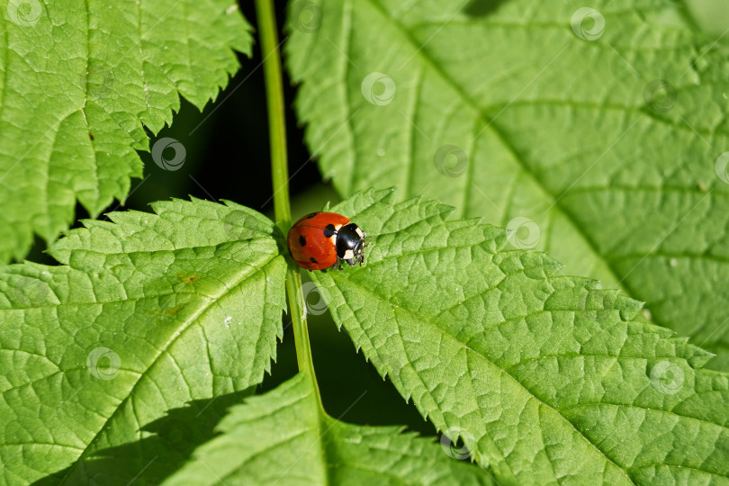 Скачать Божья коровка (лат. Coccinellidae) уничтожает тлю на листьях и спасает растения от гибели фотосток Ozero