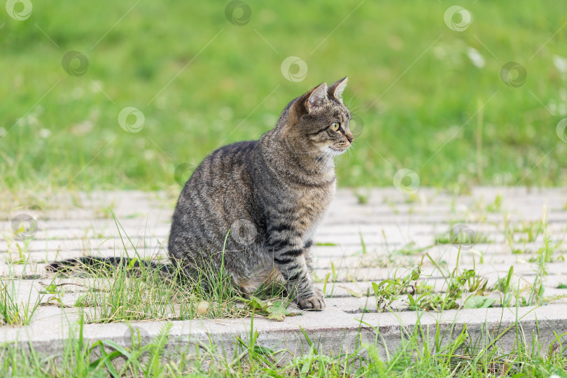 Скачать Серая кошка сидит на прогулочной дорожке в парке и смотрит вдаль фотосток Ozero