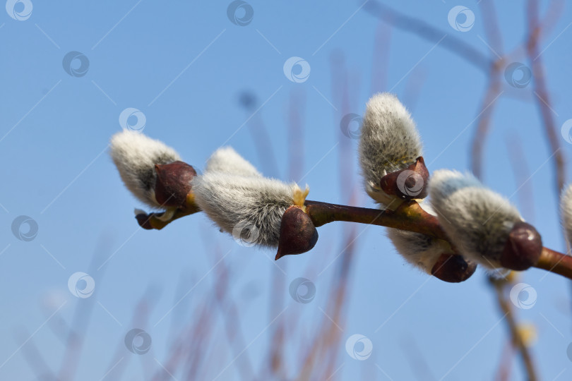 Скачать Цветет ива, распустились сережки - соцветия. фотосток Ozero