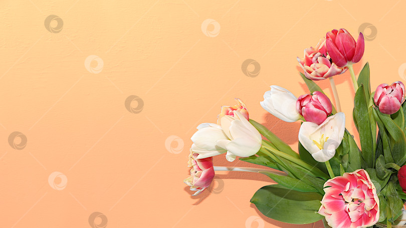 Скачать Цветочная композиция с тюльпанами на пастельном фоне.минимальный шаблон для дизайн-концепции Дня Святого Валентина или Женского дня, Дня матери, баннера, поздравления любимому человеку с праздником, фотосток Ozero