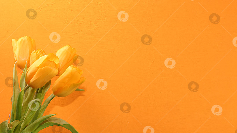 Скачать Цветочная композиция с тюльпанами на пастельном фоне.минимальный шаблон для дизайн-концепции Дня Святого Валентина или Женского дня, Дня матери, баннера, поздравления любимому человеку с праздником, фотосток Ozero