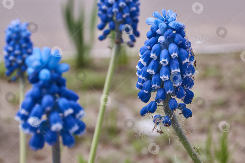 Скачать Мускари цветут на лужайке в саду. фотосток Ozero