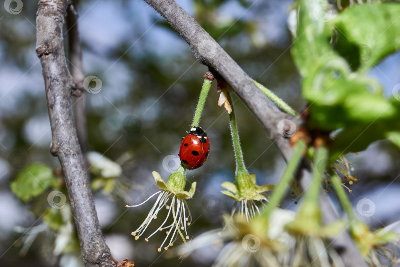 Скачать Божья коровка (лат. Coccinellidae) уничтожает тлю на листьях и спасает растения от гибели фотосток Ozero