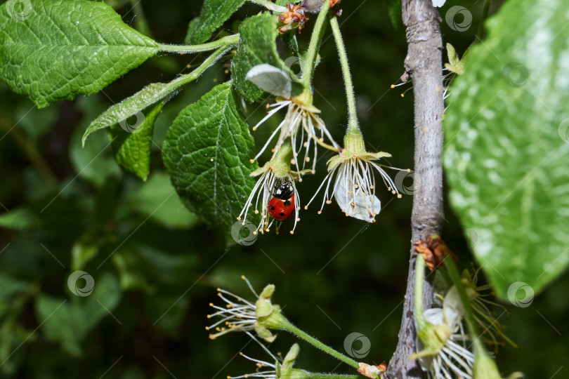 Скачать Божья коровка (лат. Coccinellidae) уничтожает тлю на листьях и спасает растения от гибели фотосток Ozero