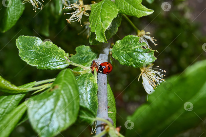 Скачать Божья коровка (лат. Coccinellidae) уничтожает тлю на листьях и спасает растения от гибели фотосток Ozero