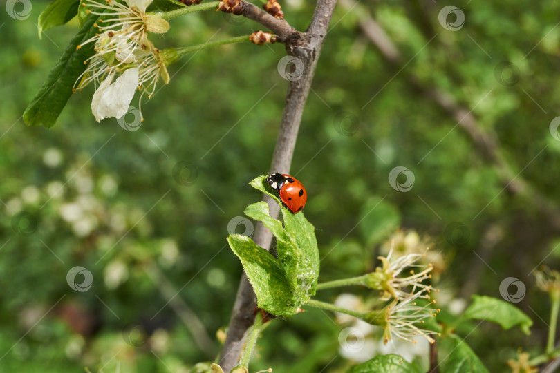 Скачать Божья коровка (лат. Coccinellidae) уничтожает тлю на листьях и спасает растения от гибели фотосток Ozero