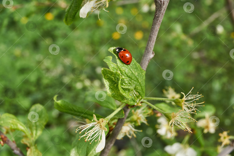 Скачать Божья коровка (лат. Coccinellidae) уничтожает тлю на листьях и спасает растения от гибели фотосток Ozero