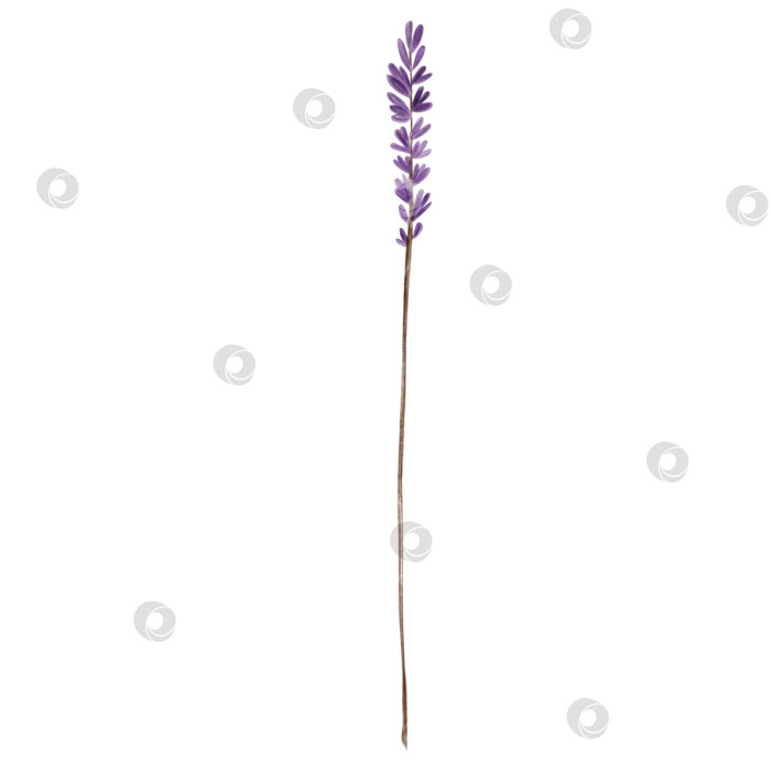 Скачать Акварельная веточка лаванды, нарисованная от руки, изолированная на белом фоне. Фиолетовые цветы, ботаническая иллюстрация, полевые цветы, Прованс, веточки фотосток Ozero